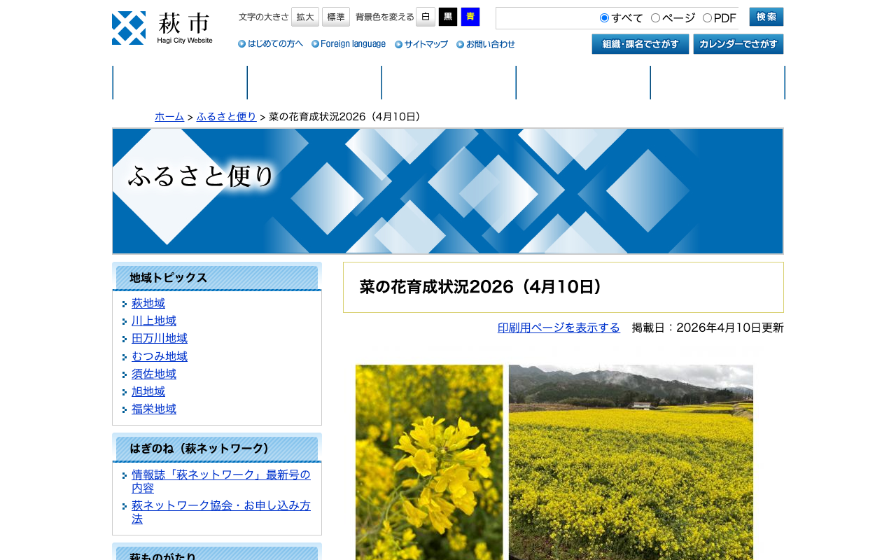 菜の花育成状況2026(4月10日) - 萩市ホームページ - 保存されたスクリーンショット