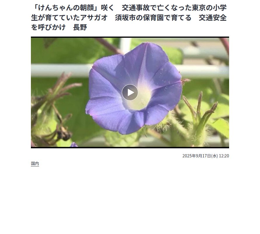 「けんちゃんの朝顔」咲く 交通事故で亡くなった東京の小学生が育てていたアサガオ 須坂市の保育園で育てる 交通安全を呼びかけ 長野 | SBC NEWS | 長野のニュース | SBC信越放送 (1ページ) - Saved screenshot