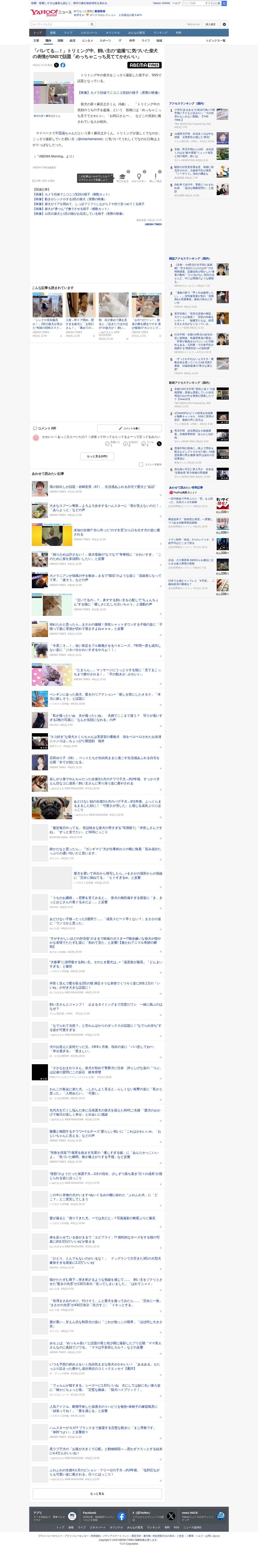 「バレてる…!」トリミング中、飼い主の“盗撮”に気づいた柴犬の表情がSNSで話題「めっちゃこっち見ててかわいい」(ABEMA TIMES) - Yahoo!ニュース - 保存されたスクリーンショット