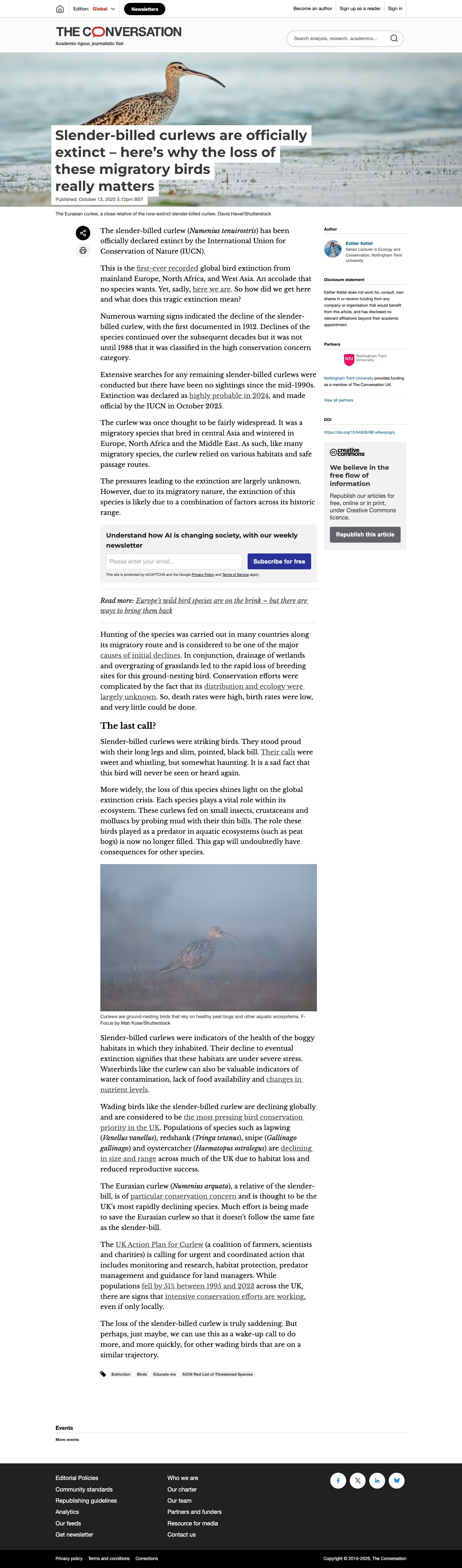 Slender-billed curlews are officially extinct – here’s why the loss of these migratory birds really matters - 保存されたスクリーンショット